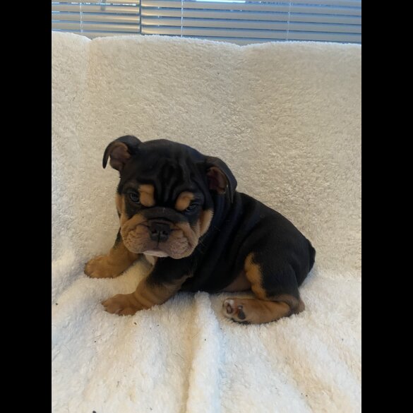 English Bulldog - Both