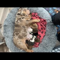 English Bulldog - Both
