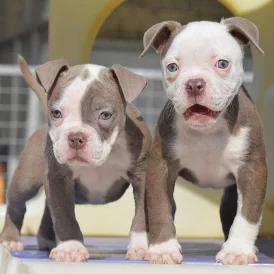 English Bulldog - Both