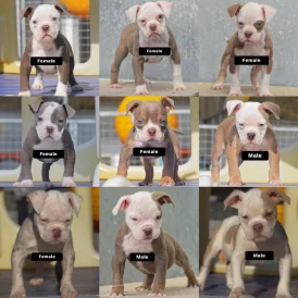 English Bulldog - Both