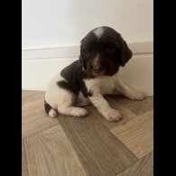 English Springer Spaniel - Both