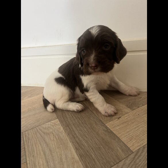 English Springer Spaniel - Both