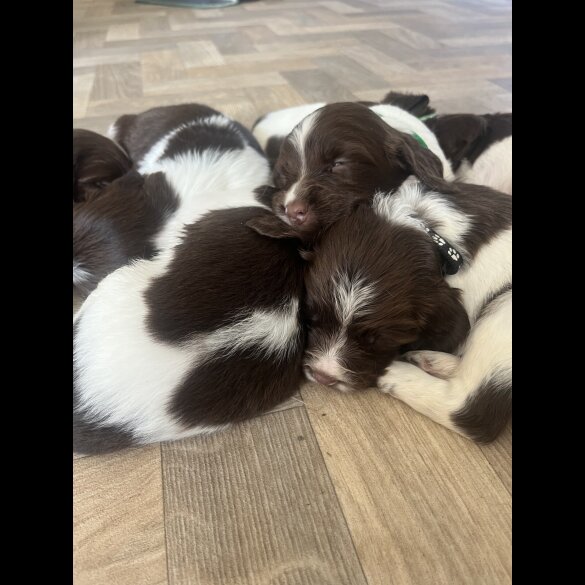 English Springer Spaniel - Both