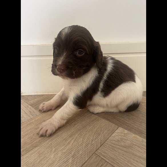 English Springer Spaniel - Both