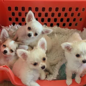 Chihuahua - Dogs
