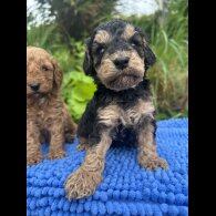 Cockapoo - Both