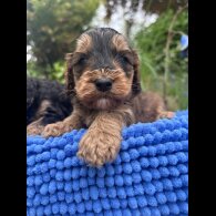 Cockapoo - Both