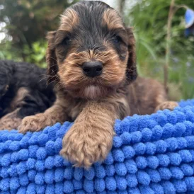 Cockapoo - Both