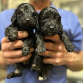 Cockapoo - Bitches