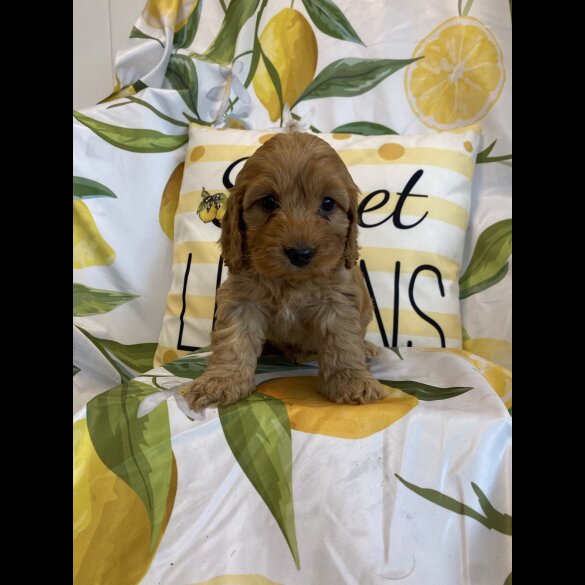 Cockapoo - Both