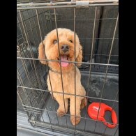 Cockapoo - Both