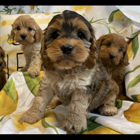 Cockapoo - Both