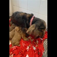 Cockapoo - Both