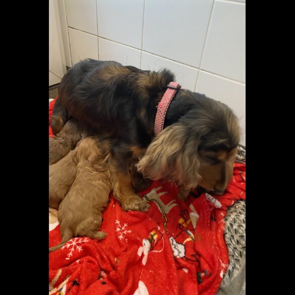 Cockapoo - Both