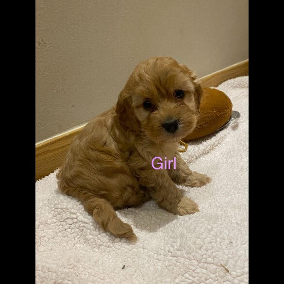 Cockapoo - Both