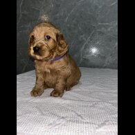 Cockapoo - Both
