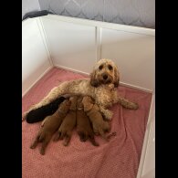 Cockapoo - Both