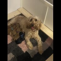 Cockapoo - Both