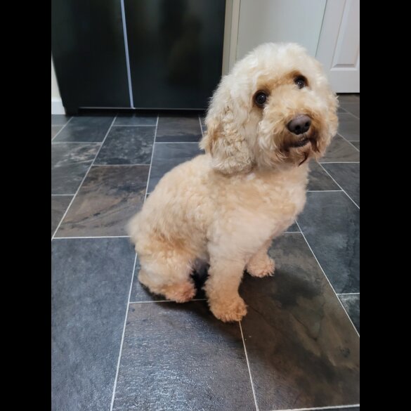Cockapoo - Both