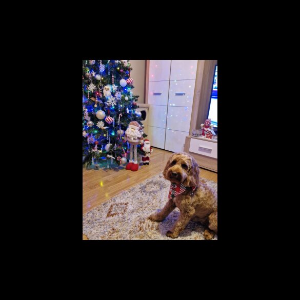 Cockapoo - Both
