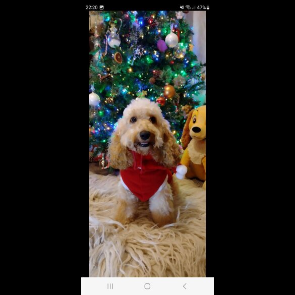 Cockapoo - Both