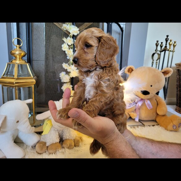 Cockapoo - Both