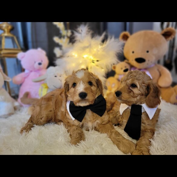 Cockapoo - Both