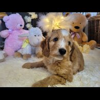 Cockapoo - Both