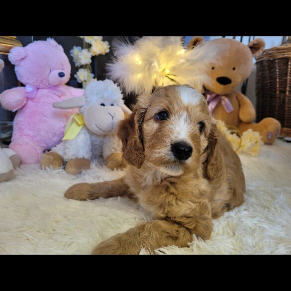 Cockapoo - Both