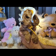 Cockapoo - Both
