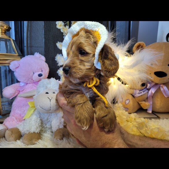 Cockapoo - Both