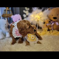Cockapoo - Both