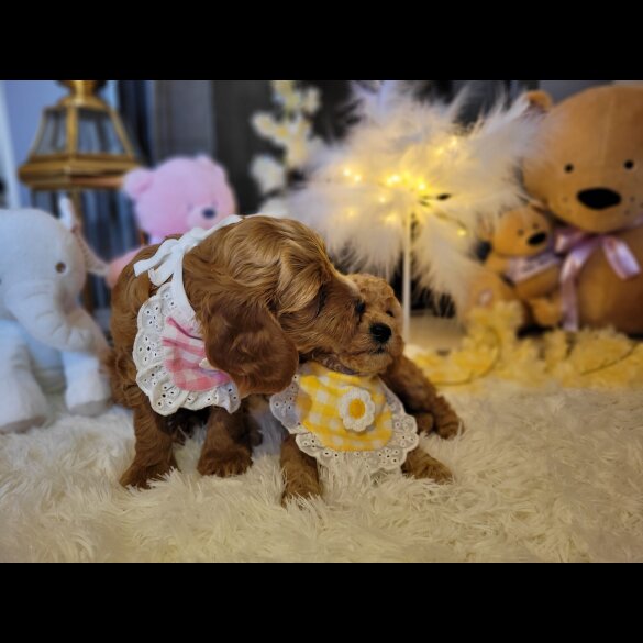 Cockapoo - Both