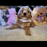 Cockapoo - Both