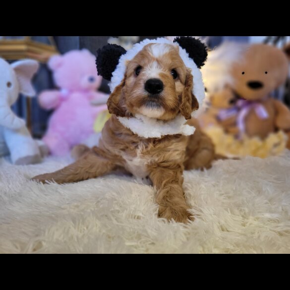 Cockapoo - Both