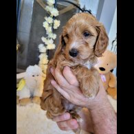 Cockapoo - Both