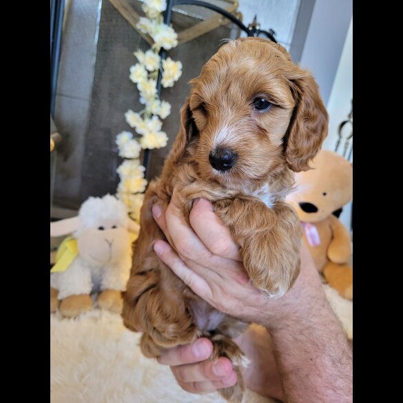 Cockapoo - Both