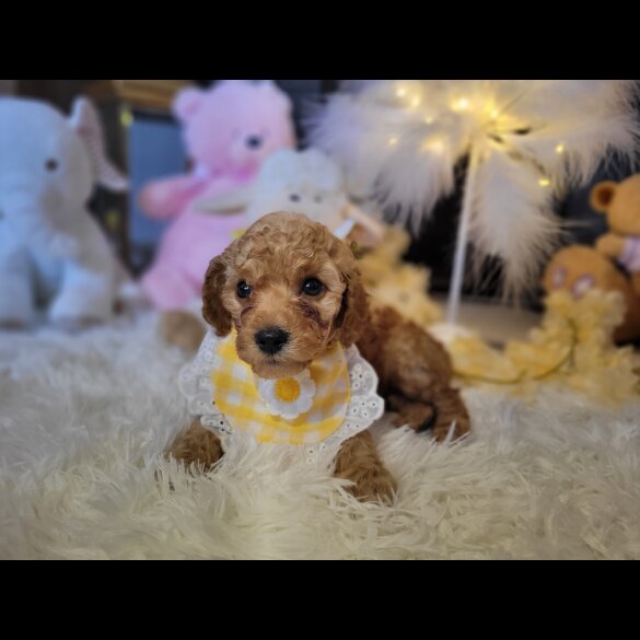 Cockapoo - Both