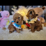 Cockapoo - Both
