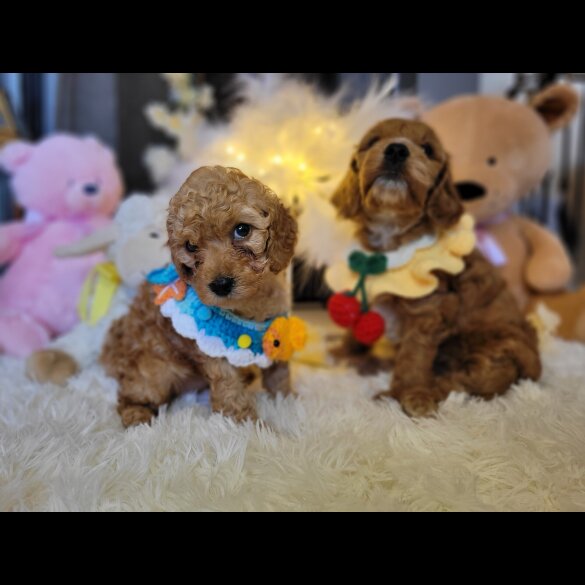 Cockapoo - Both