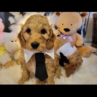 Cockapoo - Both