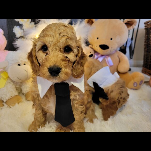 Cockapoo - Both