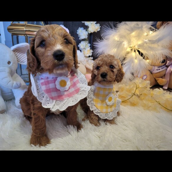 Cockapoo - Both