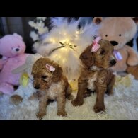 Cockapoo - Both