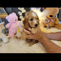 Cockapoo - Both