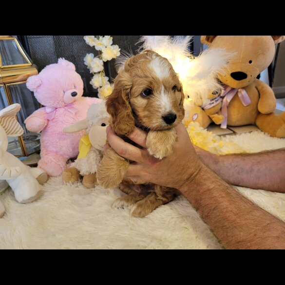 Cockapoo - Both