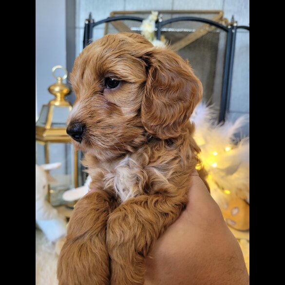 Cockapoo - Both