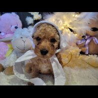 Cockapoo - Both