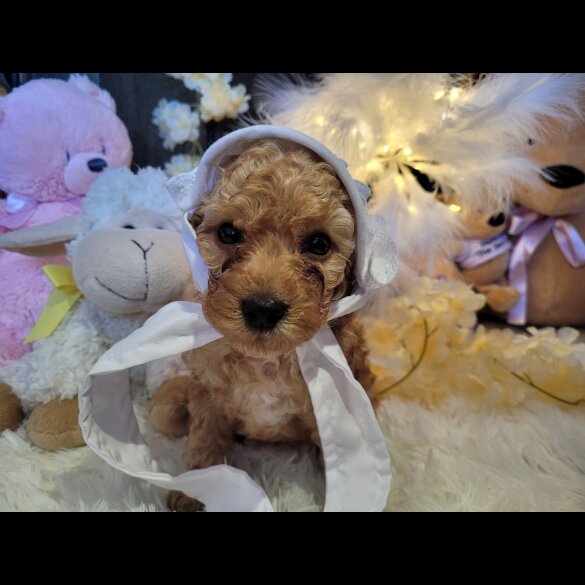 Cockapoo - Both