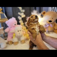 Cockapoo - Both
